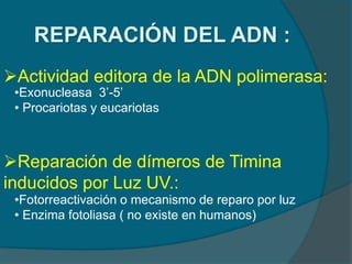 REPARACIÓN DEL ADN :
Actividad editora de la ADN polimerasa:
Reparación de dímeros de Timina
inducidos por Luz UV.:
•Exonucleasa 3’-5’
• Procariotas y eucariotas
•Fotorreactivación o mecanismo de reparo por luz
• Enzima fotoliasa ( no existe en humanos)
 