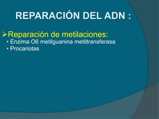 REPARACIÓN DEL ADN :
Reparación de metilaciones:
• Enzima O6 metilguanina metiltransferasa
• Procariotas
 