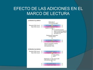 EFECTO DE LAS ADICIONES EN EL
MARCO DE LECTURA
 