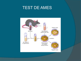 TEST DE AMES
 