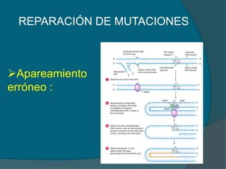 REPARACIÓN DE MUTACIONES
Apareamiento
erróneo :
 