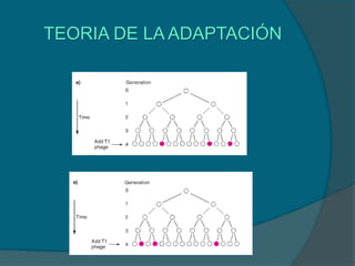 TEORIA DE LA ADAPTACIÓN
 
