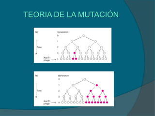 TEORIA DE LA MUTACIÓN
 