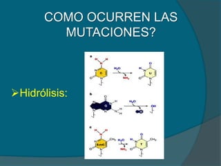 COMO OCURREN LAS
MUTACIONES?
Hidrólisis:
 