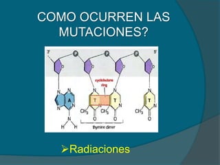 COMO OCURREN LAS
MUTACIONES?
Radiaciones
 