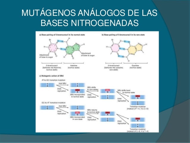 Mutación, reparación de adn