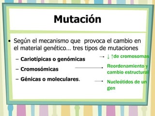 Mutación Según el mecanismo que  provoca el cambio en el material genético… tres tipos de mutaciones Cariotípicas o genómicas Cromosómicas   Génicas o moleculares .  ↓ ↑ de cromosomas Reordenamiento y cambio estructural Nucleótidos de un gen 