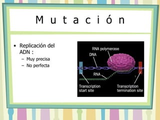 M  u  t  a  c  i  ó  n Replicación del ADN : Muy precisa No perfecta  