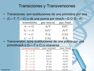 Transiciones y Transversiones
• Transiciones: son sustituciones de una pirimidina por otra
• (C---T; T.—C) o de una purina por otra(A—G O G---A)

• Transversion: sons sustituciones de una purina por una
pirimidina(A o G----T o C) o viceversa

 