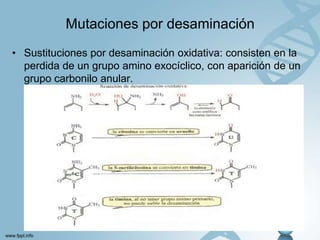 Mutaciones por desaminación
• Sustituciones por desaminación oxidativa: consisten en la
perdida de un grupo amino exocíclico, con aparición de un
grupo carbonilo anular.

 