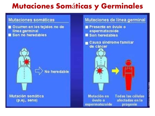 Resultado de imagen de mutacion germinal