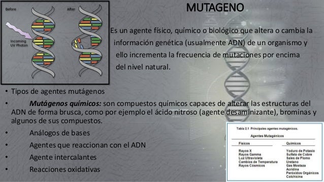 Mutaciones y Mutagenos