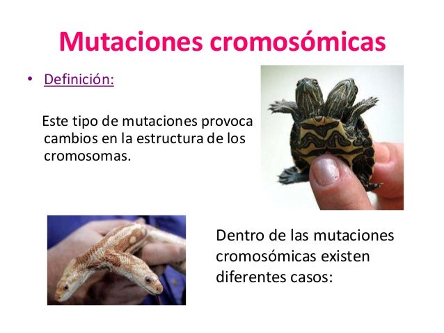 Mutacion de adn