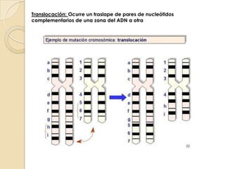 Translocación: Ocurre un traslape de pares de nucleótidos complementarios de una zona del ADN a otra