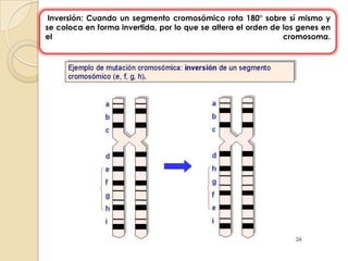 Inversión: Cuando un segmento cromosómico rota 180° sobre sí mismo y se coloca en forma invertida, por lo que se altera el orden de los genes en el cromosoma.