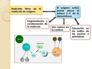 Radicales libres de la molécula de oxigenoEs un efecto secundario negativo de la reducción de ribosa a desoxirribosa en los ácidos nucleicos.Ruptura de los enlaces glucosílicos debido a la inestabilidad química del enlaceLa frecuencia en condiciones fisiológicas (pH 7,4; 37 °C) es de 10,000 rupturas por día por genoma humano.Ocurre preferentemente en los residuos de purinaReparación por escisión