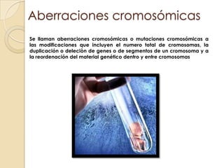 Aberraciones cromosómicasSe llaman aberraciones cromosómicas o mutaciones cromosómicas a  las modificaciones que incluyen el numero total de cromosomas, la duplicación o deleciòn de genes o de segmentos de un cromosoma y a la reordenación del material genético dentro y entre cromosomas