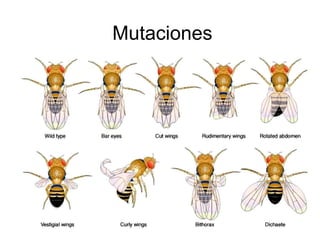 Mutaciones
 