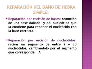  Reparación por escisión de bases: remoción
 de una base dañada y del nucleótido que
 la contiene para reponer el nucleótido con
 la base correcta.

 Reparación por escisión de nucleótidos:
 retirar un segmento de entre 2 y 30
 nucleótidos, cambiándolo por el segmento
 que corresponde. A
 