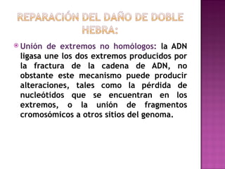  Unión de extremos no homólogos: la ADN
 ligasa une los dos extremos producidos por
 la fractura de la cadena de ADN, no
 obstante este mecanismo puede producir
 alteraciones, tales como la pérdida de
 nucleótidos que se encuentran en los
 extremos, o la unión de fragmentos
 cromosómicos a otros sitios del genoma.
 