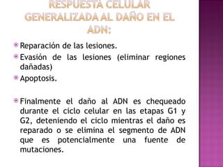  Reparación de las lesiones.
 Evasión de las lesiones (eliminar regiones
  dañadas)
 Apoptosis.


 Finalmente el daño al ADN es chequeado
 durante el ciclo celular en las etapas G1 y
 G2, deteniendo el ciclo mientras el daño es
 reparado o se elimina el segmento de ADN
 que es potencialmente una fuente de
 mutaciones.
 