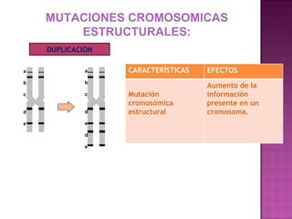 MUTACIONES CROMOSOMICAS
        ESTRUCTURALES:
    DUPLICACIÓN

a            a    CARACTERÍSTICAS   EFECTOS
b            b
                                    Aumento de la
c            c    Mutación          información
                  cromosómica       presente en un
d            d    estructural       cromosoma.
e            e

             d

             e
 