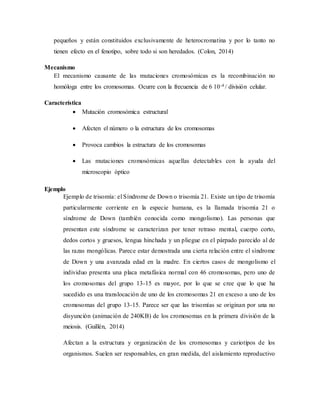 pequeños y están constituidos exclusivamente de heterocromatina y por lo tanto no
tienen efecto en el fenotipo, sobre todo si son heredados. (Colon, 2014)
Mecanismo
El mecanismo causante de las mutaciones cromosómicas es la recombinación no
homóloga entre los cromosomas. Ocurre con la frecuencia de 6 10-4 / división celular.
Característica
 Mutación cromosómica estructural
 Afecten el número o la estructura de los cromosomas
 Provoca cambios la estructura de los cromosomas
 Las mutaciones cromosómicas aquellas detectables con la ayuda del
microscopio óptico
Ejemplo
Ejemplo de trisomía: el Síndrome de Down o trisomía 21. Existe un tipo de trisomía
particularmente corriente en la especie humana, es la llamada trisomía 21 o
síndrome de Down (también conocida como mongolismo). Las personas que
presentan este síndrome se caracterizan por tener retraso mental, cuerpo corto,
dedos cortos y gruesos, lengua hinchada y un pliegue en el párpado parecido al de
las razas mongólicas. Parece estar demostrada una cierta relación entre el síndrome
de Down y una avanzada edad en la madre. En ciertos casos de mongolismo el
individuo presenta una placa metafásica normal con 46 cromosomas, pero uno de
los cromosomas del grupo 13-15 es mayor, por lo que se cree que lo que ha
sucedido es una translocación de uno de los cromosomas 21 en exceso a uno de los
cromosomas del grupo 13-15. Parece ser que las trisomías se originan por una no
disyunción (animación de 240KB) de los cromosomas en la primera división de la
meiosis. (Guillén, 2014)
Afectan a la estructura y organización de los cromosomas y cariotipos de los
organismos. Suelen ser responsables, en gran medida, del aislamiento reproductivo
 