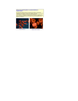 MUTACIONES GÉNICAS Y CROMOSÓMICAS