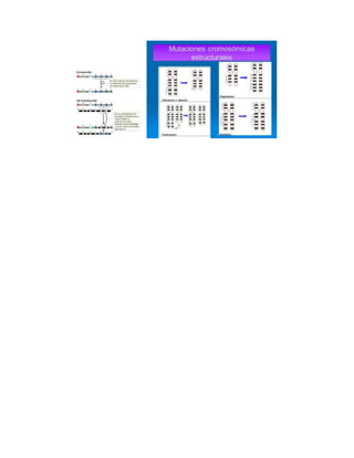 MUTACIONES GÉNICAS Y CROMOSÓMICAS