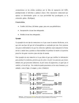 cromosómicas en las células somáticas por la falta de reparación del ADN,
predisponiendo al individuo a padecer cáncer. Otro mecanismo mutacional que
aparece en determinados genes en cuya proximidad hay pseudogenes, es la
conversión génica. (Rodríguez)
Característica
 Cambio de la base, del mismo grupo, para este caso pirimidinicas.
 Incorporación de una base nitrogenada.
 Pérdida de una base nitrogenada.
Ejemplo
Un ejemplo de este tipo de mutaciones es el que causa la anemia falciforme, en la
que solo una base del gen de la hemoglobina es sustituida por otra. Esto ocasiona
una grave enfermedad en la que los eritrocitos (glóbulos rojos) adquieren la forma
de hoz o media luna y pierden su funcionalidad. Se produce la muerte si la persona
posee los dos genes recesivos para este tipo de anemia.
Otro ejemplo de esta mutación es la que altera al gen que codifica la información
para producir la melanina, proteína que da color a la piel. Las personas que tienen
dañado este gen presentan albinismo, la piel carece de pigmentos, al igual que el
cabello y el iris del ojo. Eta condición puede presentarse en los seres humanos y en
animales como el tigre, el canguro y otros. (Guitierre)
 