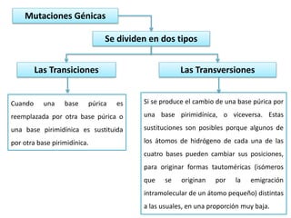 Mutaciones Génicas
Se dividen en dos tipos
Las TransversionesLas Transiciones
Cuando una base púrica es
reemplazada por otra base púrica o
una base pirimidínica es sustituida
por otra base pirimidínica.
Si se produce el cambio de una base púrica por
una base pirimidínica, o viceversa. Estas
sustituciones son posibles porque algunos de
los átomos de hidrógeno de cada una de las
cuatro bases pueden cambiar sus posiciones,
para originar formas tautoméricas (isómeros
que se originan por la emigración
intramolecular de un átomo pequeño) distintas
a las usuales, en una proporción muy baja.
 