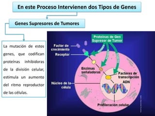 En este Proceso Intervienen dos Tipos de Genes
Genes Supresores de Tumores
La mutación de estos
genes, que codifican
proteínas inhibidoras
de la división celular,
estimula un aumento
del ritmo reproductor
de las células.
 
