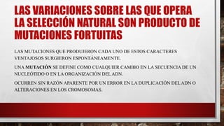 LAS VARIACIONES SOBRE LAS QUE OPERA
LA SELECCIÓN NATURAL SON PRODUCTO DE
MUTACIONES FORTUITAS
LAS MUTACIONES QUE PRODUJERON CADA UNO DE ESTOS CARACTERES
VENTAJOSOS SURGIERON ESPONTÁNEAMENTE.
UNA MUTACIÓN SE DEFINE COMO CUALQUIER CAMBIO EN LA SECUENCIA DE UN
NUCLEÓTIDO O EN LA ORGANIZACIÓN DELADN.
OCURREN SIN RAZÓN APARENTE POR UN ERROR EN LA DUPLICACIÓN DELADN O
ALTERACIONES EN LOS CROMOSOMAS.
 