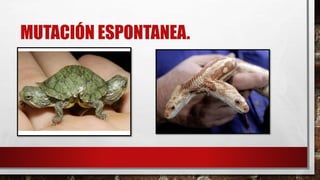 MUTACIÓN ESPONTANEA.
 