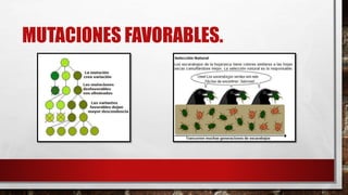 MUTACIONES FAVORABLES.
 