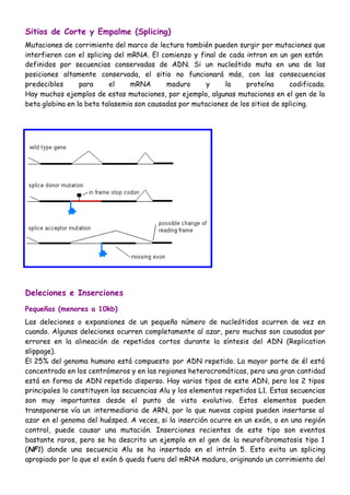 Sitios de Corte y Empalme (Splicing)
Mutaciones de corrimiento del marco de lectura también pueden surgir por mutaciones que
interfieren con el splicing del mRNA. El comienzo y final de cada intron en un gen están
definidos por secuencias conservadas de ADN. Si un nucleótido muta en una de las
posiciones altamente conservada, el sitio no funcionará más, con las consecuencias
predecibles para el mRNA maduro y la proteína codificada.
Hay muchos ejemplos de estas mutaciones, por ejemplo, algunas mutaciones en el gen de la
beta globina en la beta talasemia son causadas por mutaciones de los sitios de splicing.
Deleciones e Inserciones
Pequeñas (menores a 10kb)
Las deleciones o expansiones de un pequeño número de nucleótidos ocurren de vez en
cuando. Algunas deleciones ocurren completamente al azar, pero muchas son causadas por
errores en la alineación de repetidos cortos durante la síntesis del ADN (Replication
slippage).
El 25% del genoma humano está compuesto por ADN repetido. La mayor parte de él está
concentrado en los centrómeros y en las regiones heterocromáticas, pero una gran cantidad
está en forma de ADN repetido disperso. Hay varios tipos de este ADN, pero los 2 tipos
principales lo constituyen las secuencias Alu y los elementos repetidos L1. Estas secuencias
son muy importantes desde el punto de vista evolutivo. Estos elementos pueden
transponerse vía un intermediario de ARN, por lo que nuevas copias pueden insertarse al
azar en el genoma del huésped. A veces, si la inserción ocurre en un exón, o en una región
control, puede causar una mutación. Inserciones recientes de este tipo son eventos
bastante raros, pero se ha descrito un ejemplo en el gen de la neurofibromatosis tipo 1
(NF1) donde una secuencia Alu se ha insertado en el intrón 5. Esto evita un splicing
apropiado por lo que el exón 6 queda fuera del mRNA maduro, originando un corrimiento del
 