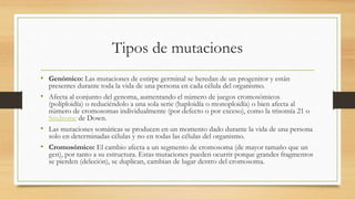 Tipos de mutaciones
• Genómico: Las mutaciones de estirpe germinal se heredan de un progenitor y están
presentes durante toda la vida de una persona en cada célula del organismo.
• Afecta al conjunto del genoma, aumentando el número de juegos cromosómicos
(poliploidía) o reduciéndolo a una sola serie (haploidía o monoploidía) o bien afecta al
número de cromosomas individualmente (por defecto o por exceso), como la trisomía 21 o
Síndrome de Down.
• Las mutaciones somáticas se producen en un momento dado durante la vida de una persona
solo en determinadas células y no en todas las células del organismo.
• Cromosómico: El cambio afecta a un segmento de cromosoma (de mayor tamaño que un
gen), por tanto a su estructura. Estas mutaciones pueden ocurrir porque grandes fragmentos
se pierden (deleción), se duplican, cambian de lugar dentro del cromosoma.
 