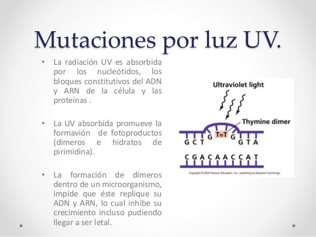 Efecto Letal y mutagénico de la radiación ultravioleta sobre los micr…