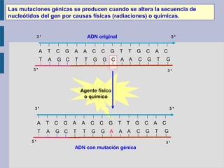 Agente físico
o químico
Las mutaciones génicas se producen cuando se altera la secuencia de
nucleótidos del gen por causas físicas (radiaciones) o químicas.
T A G C T T G G A A A C G T G
A T C G A A C C G T T G C A C
T A G C T T G G C A A C G T G
A T C G A A C C G T T G C A C
ADN original
ADN con mutación génica
 