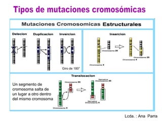 Giro de 180°




Un segmento de
cromosoma salta de
un lugar a otro dentro
del mismo cromosoma



                                        Lcda. : Ana Parra
 