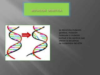 se denomina mutación
genética, mutación
molecular o mutación
puntual a los cambios que
alteran la secuencia
de nucleótidos del ADN