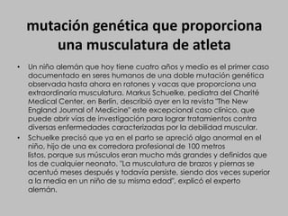 mutación genética que proporciona una musculatura de atletaUn niño alemán que hoy tiene cuatro años y medio es el primer caso documentado en seres humanos de una doble mutación genética observada hasta ahora en ratones y vacas que proporciona una extraordinaria musculatura. Markus Schuelke, pediatra del Charité Medical Center, en Berlín, describió ayer en la revista "The New England Journal of Medicine" este excepcional caso clínico, que puede abrir vías de investigación para lograr tratamientos contra diversas enfermedades caracterizadas por la debilidad muscular.Schuelke precisó que ya en el parto se apreció algo anormal en el niño, hijo de una ex corredora profesional de 100 metros listos, porque sus músculos eran mucho más grandes y definidos que los de cualquier neonato. "La musculatura de brazos y piernas se acentuó meses después y todavía persiste, siendo dos veces superior a la media en un niño de su misma edad", explicó el experto alemán.