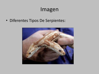 ImagenDiferentes Tipos De Serpientes: