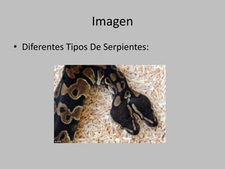 ImagenDiferentes Tipos De Serpientes: 