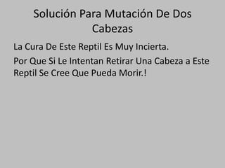 Solución Para Mutación De Dos CabezasLa Cura De Este Reptil Es Muy Incierta.Por Que Si Le Intentan Retirar Una Cabeza a Este Reptil Se Cree Que Pueda Morir.!