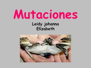  Los científicos de la Facultad de Medicina de la Universidad de Yale (Estados Unidos) han descubierto un fenómeno mucho más raro con potenciales aplicaciones terapéuticas: un grupo de genes que provocan el desarrollo de una enfermedad rara pero que, al mismo tiempo, muestran una gran capacidad para reparar ese mismo trastorno.  El hallazgo ha sido publicado este jueves en la revista 'Science'  y describe cómo una copia mutada del gen 'Queratina 10' causa una grave enfermedad rara de origen dermatológico llamada 'ictiosis en confeti'. Sin embargo, entre la piel afectada y escamosa, los pacientes afectados por este trastorno tienen de cientos a miles de 'motas' de piel sana. MutacionesLeidy johanna Elizabeth