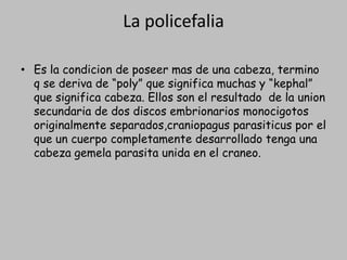 La policefaliaEs la condicion de poseermas de unacabeza, termino q se deriva de “poly” quesignificamuchas y “kephal” quesignificacabeza. Ellos son el resultado  de la union secundaria de dos discos embrionariosmonocigotosoriginalmenteseparados,craniopagusparasiticuspor el que un cuerpocompletamentedesarrolladotengaunacabezagemelaparasitaunida en el craneo.