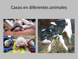 Casos en diferentesanimales