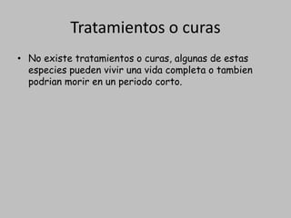 Tratamientos o curasNo existetratamientos o curas, algunas de estasespeciespuedenvivirunavidacompleta o tambienpodrianmorir en un periodocorto.