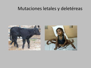 	Mutaciones letales y deletéreas